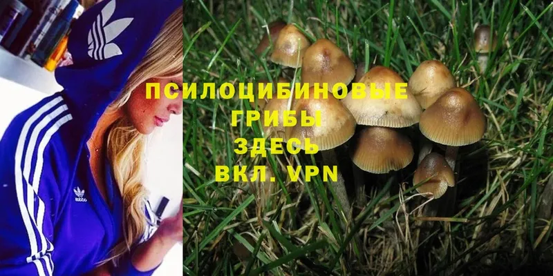 где купить наркоту  Верея  Галлюциногенные грибы Psilocybine cubensis 